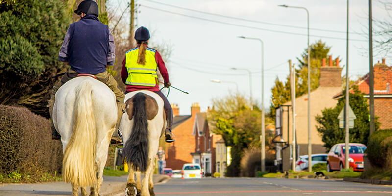 horses on road